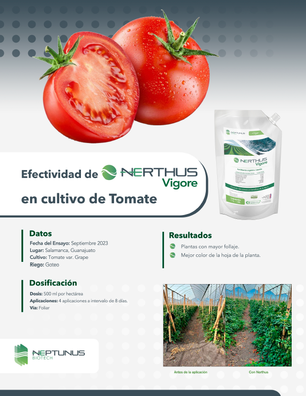 Efectividad de Nerthus Vigore en cultivo de Tomate